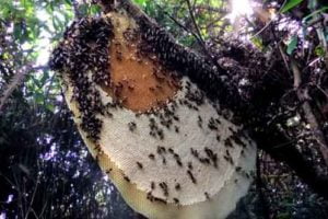 Bee-house-Benefits of honey