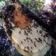 Bee-house-Benefits of honey