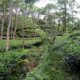 Tea-Garden-Sylhet