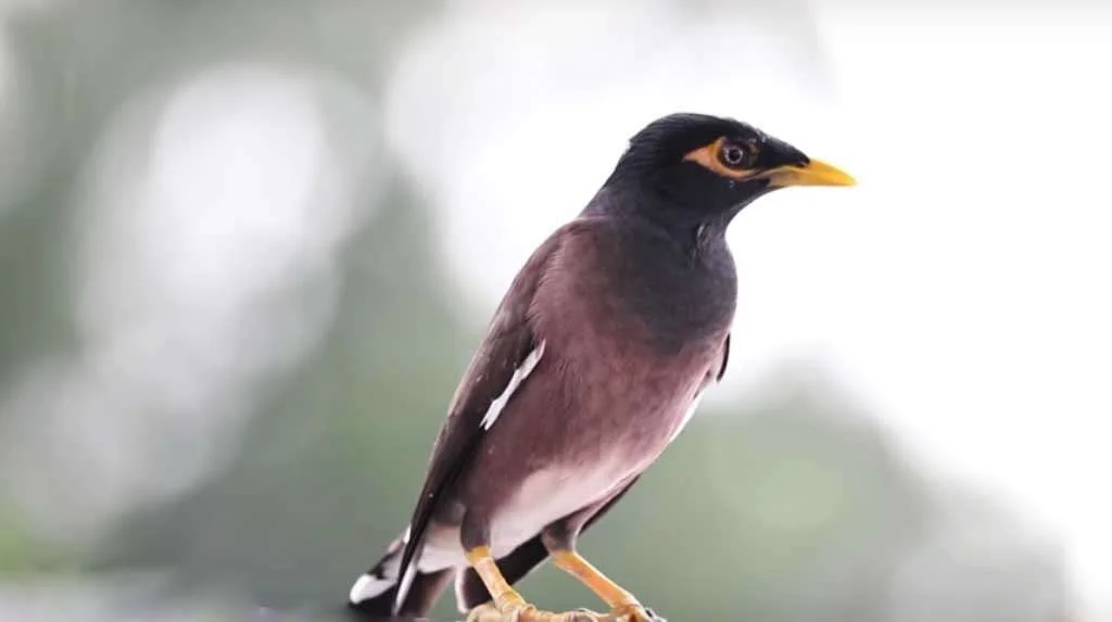 Sundarban-bird