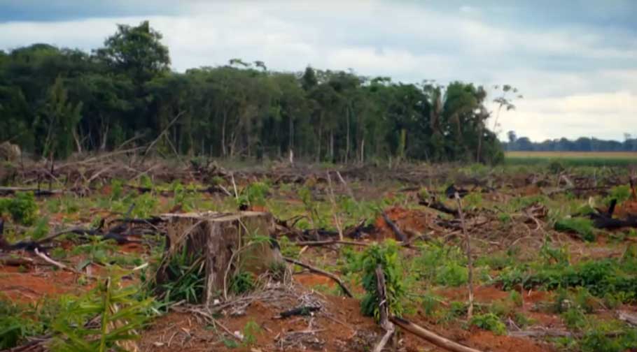 Man made Deforestation threat worldwide - BlogsAuthor