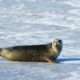 Gray-Seal-on-Ice