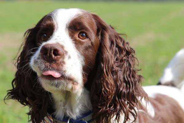 Child friendly dog breeds- English-Springer-Spaniel-Dog