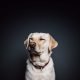 Dog breeds- Yellow-Labrador-Retriever-in-Collar-dog