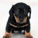 Puppy-a-pet-animal