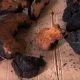 chaga-mushroom-for-cancer