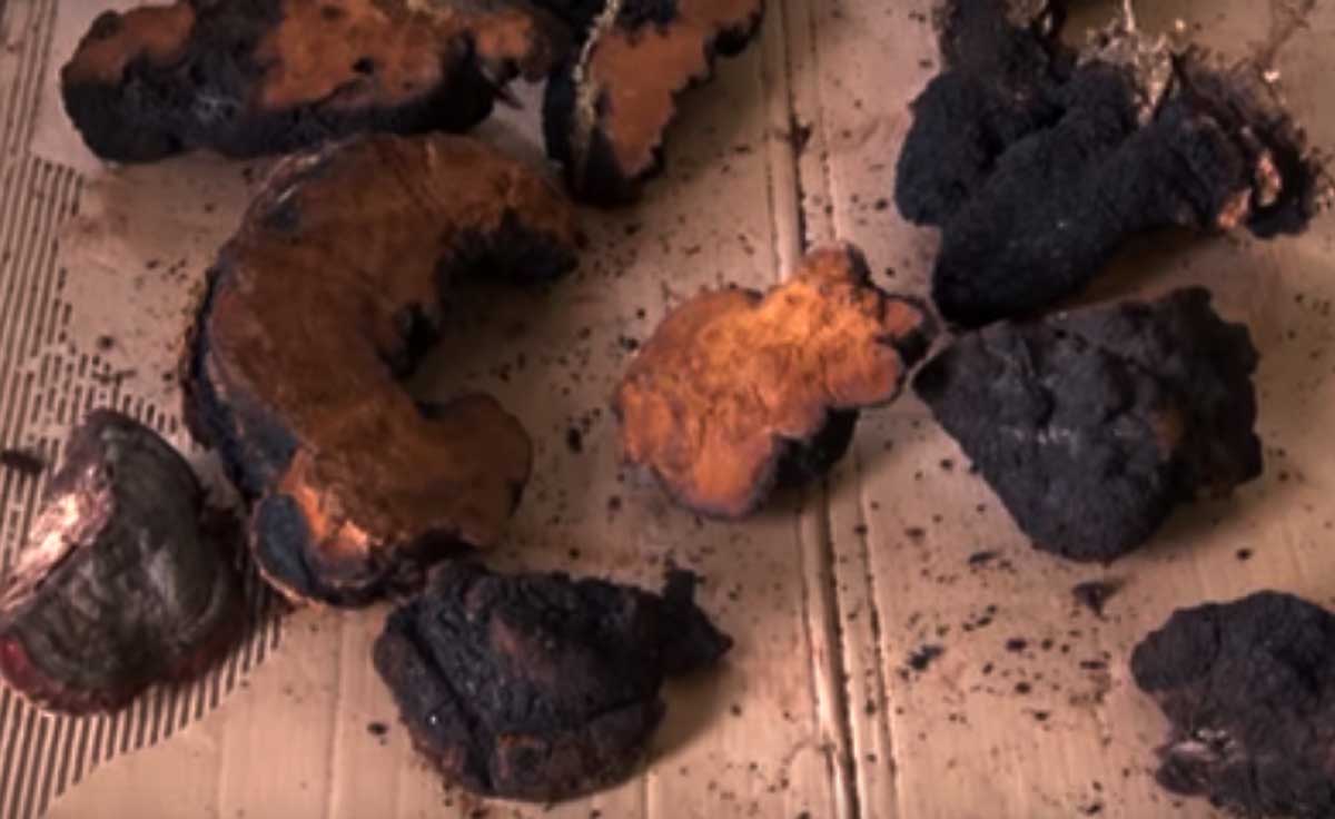 Chaga Mushroom for Cancer (Proven Chaga Benefits) BlogsAuthor