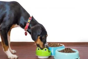Dog-foods