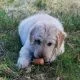 Dog names R