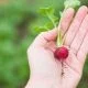 radish