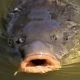 Catfish-near-me