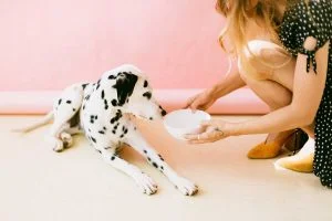 Photo by Daria Shevtsova from Pexels- balance dog food