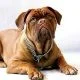 Mastiff dog