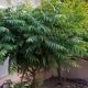 Curry-leaves