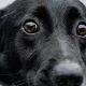Dog-adoption
