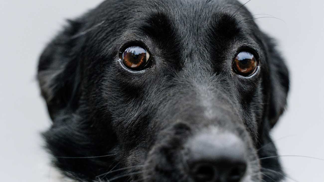 Petsmart dog adoption blogsauthor
