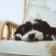 Dog names H