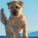 Dog names I