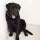 Dog names L