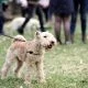 Irish terrier mix