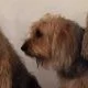 Otterhound puppies