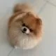 Dog names P