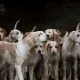 Dog breed