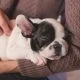 facts about Pet dog