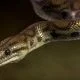 Black rat snake