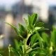 Fenugreek leaves