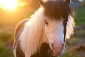 Smallest horse