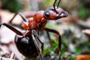 chimera ant