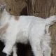 Pygmy goats