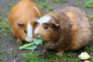 guinea pigs