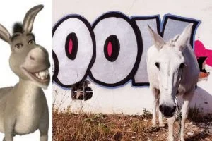 Donkey