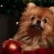 Dog fruit snacks