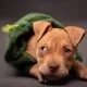 Pitbull powerful dog breeds