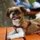 Dog Park comedy film