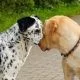 Dog names E