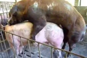 Free animal sex stories