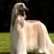 Afghan Hound