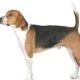American Foxhound