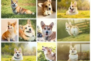 Dog park near me