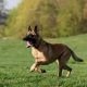 Belgian Malinois