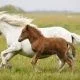 What is a baby horse called