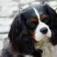 Best Dog Breeds for Families with Young Children