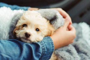 Best hypoallergenic dog breeds for families with kids