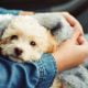 Best hypoallergenic dog breeds for families with kids