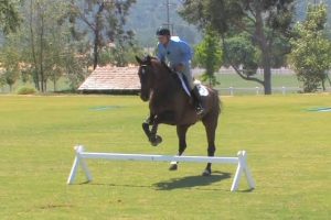 How to train a horse to jump