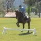 How to train a horse to jump